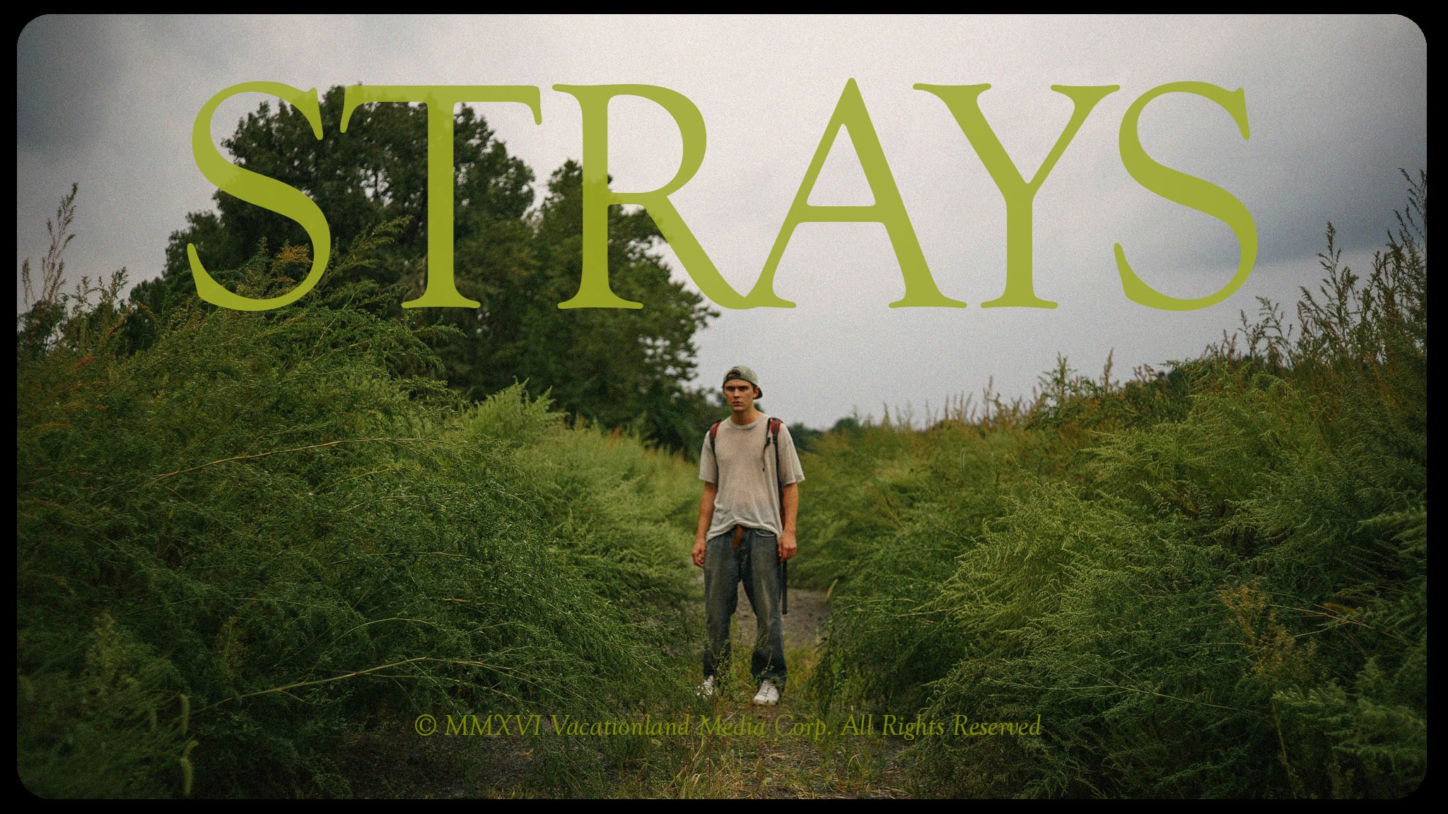 Strays